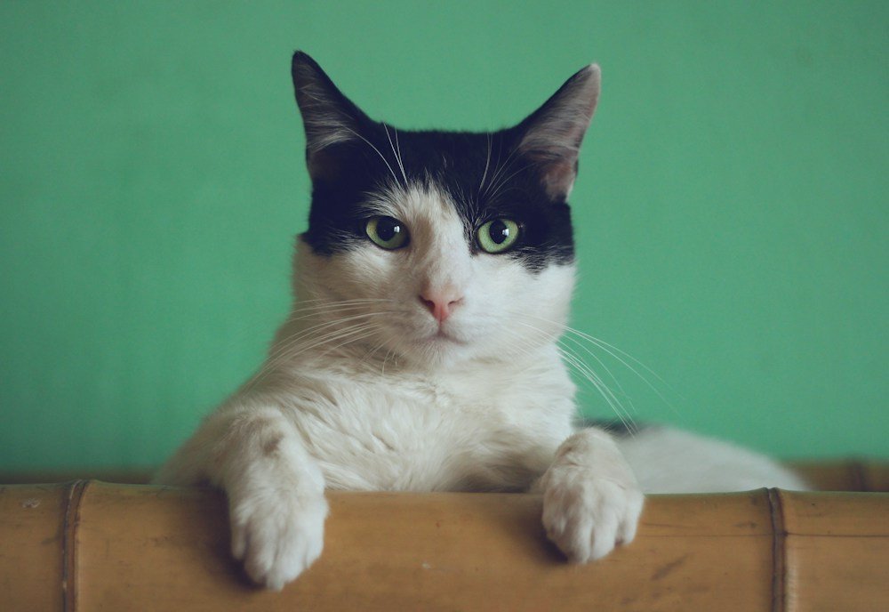 A tabby cat resting comfortably