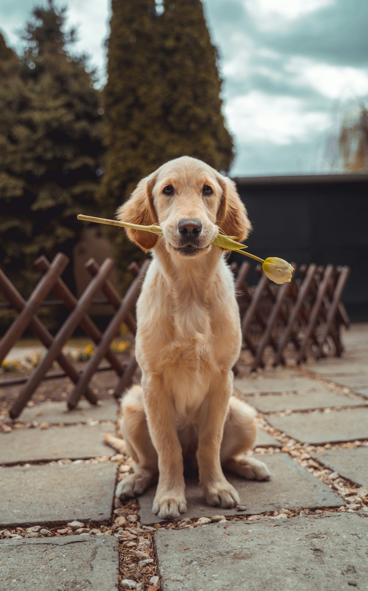 Golden retriever looking up with a gentle expression