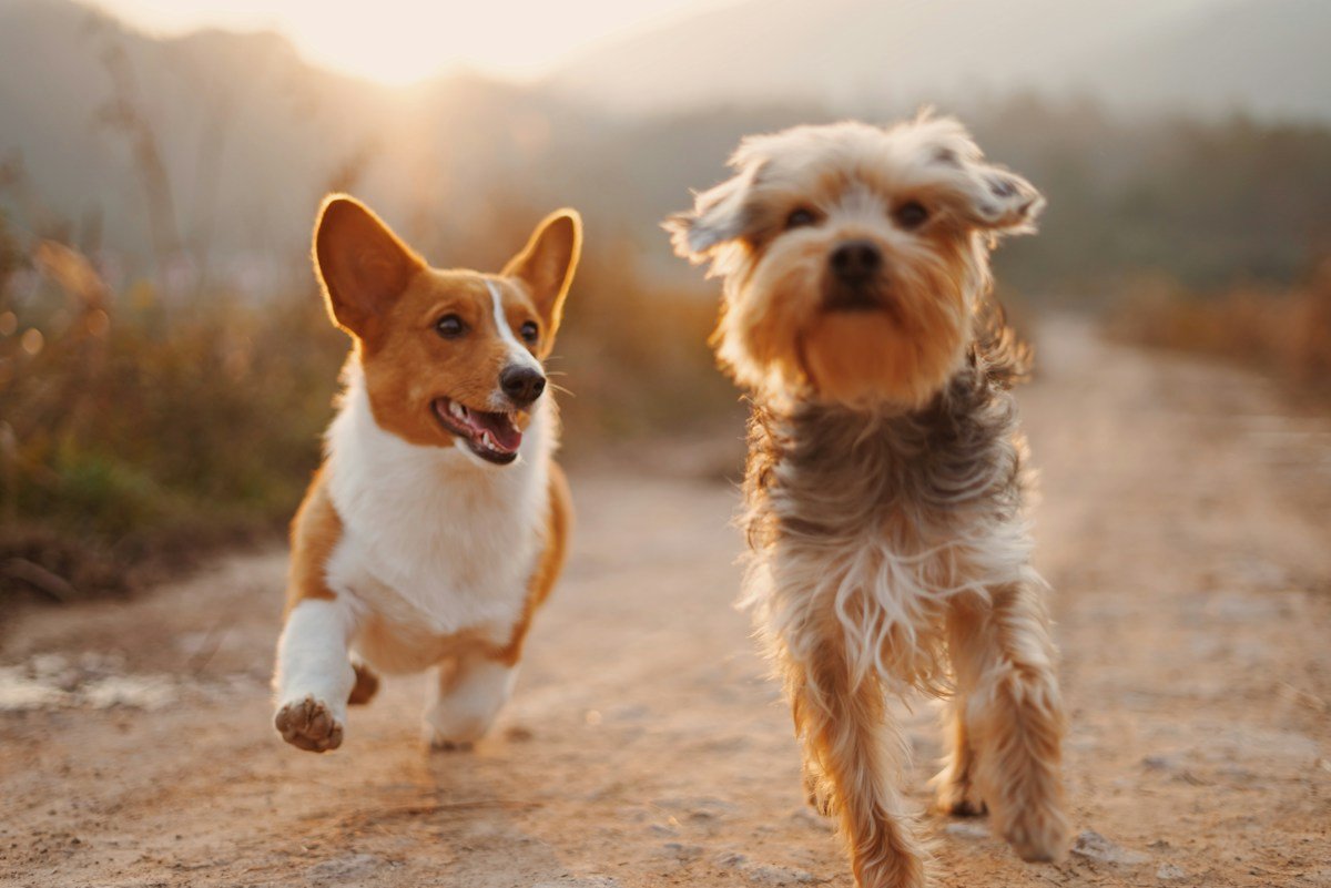 Two dogs running together outdoors